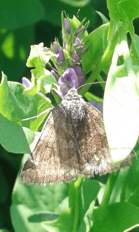 Euclidia glyphica (Erebidae) un po'' sciupata? S